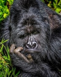 Враждующие племена развернули битву с луками на оживлённой улице