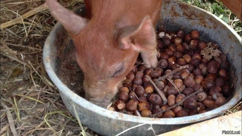 Солянка от 26.12.2025