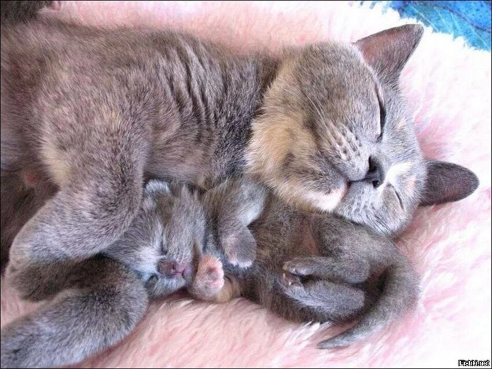 Солянка от 27.12.2025