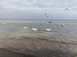 Вот смотри я часто их подкармливаю в рижском заливе и принципиально это делаю первого января , иду на заправку покупаю хлеб и иду . Первое подплывает отец берет хлеб и плывет к жене и детям и если уже опасности не чувствует то подплывают все а потом крыльями машут типа спасибо говорят .