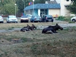 А у нас лоси по городу разгуливают)))