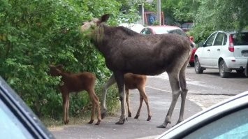 А у нас лоси по городу разгуливают)))