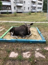 А у нас лоси по городу разгуливают)))