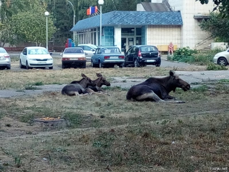 А у нас лоси по городу разгуливают)))
