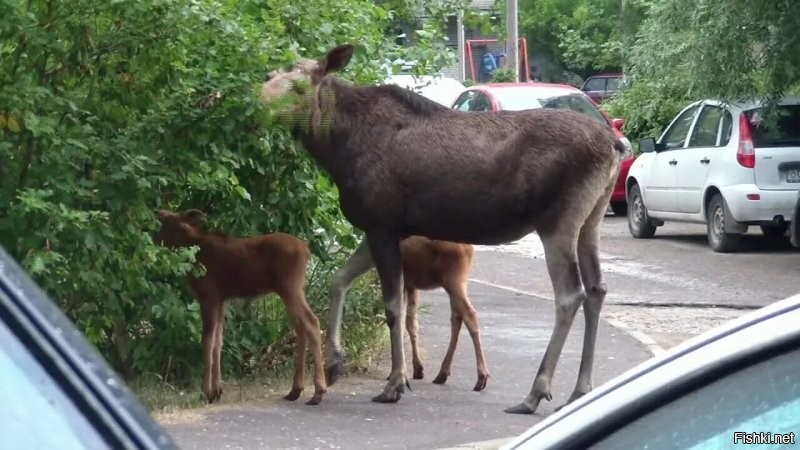 А у нас лоси по городу разгуливают)))