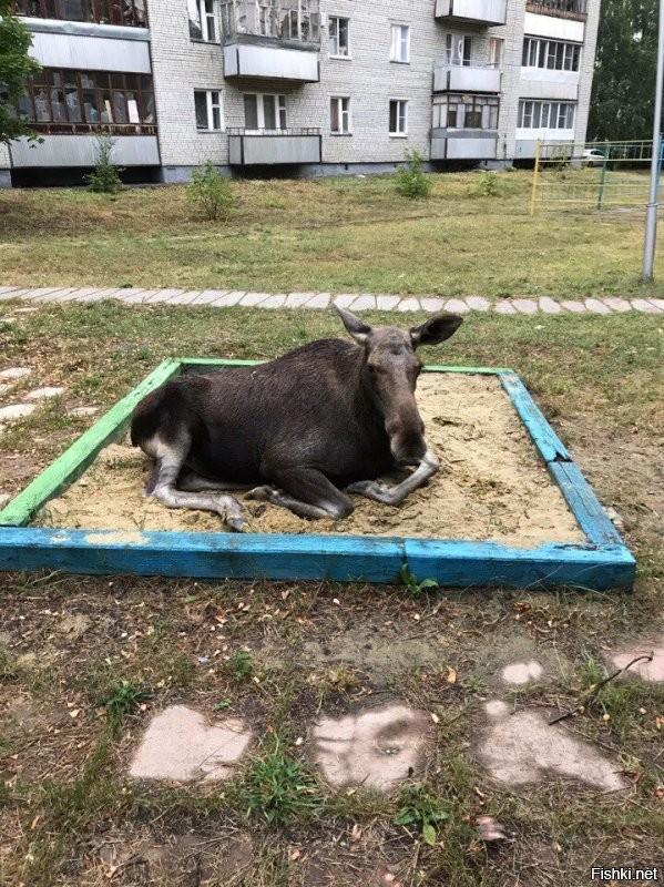 А у нас лоси по городу разгуливают)))