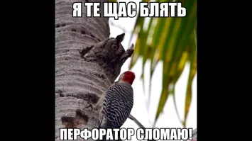 Большая тарелка улыбатора