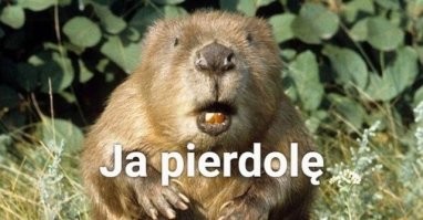 В Иллинойсе заметили бобра за «работой» у проезжей части