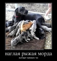 Из жизни рыжих котов