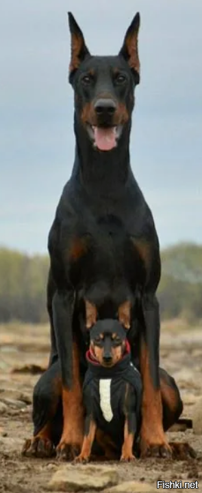 Это уё.бище жалкий выродок породы цвергпинчер.
Плохой отбор и селекция породы.
Она изначально мелкая, но сильная и статная. Как и Добер.
А на видео х.з. что за помесь с лупоглазой обезьяной...