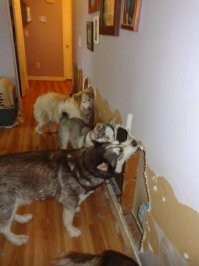 Где этот грёбаный брус?