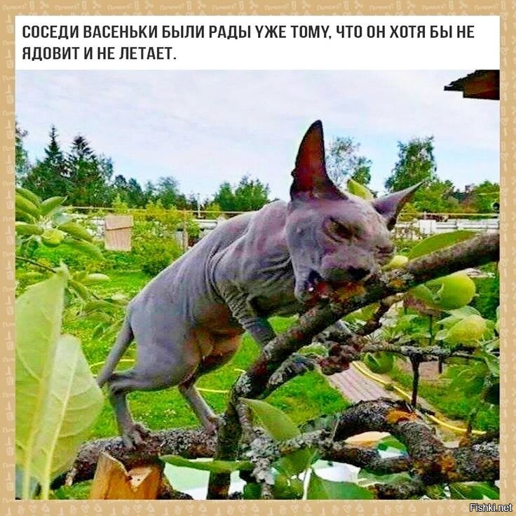 Большая миска улыбатора