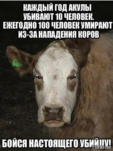 Притворилась мёртвой: стадо коров напало на женщину в Шотландии