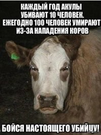 Притворилась мёртвой: стадо коров напало на женщину в Шотландии