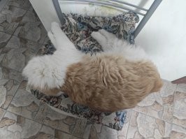 Мой суетолог, ОМОН(полностью Амон-РА), уже на стуле не помещается, периодически во сне падает частями, в основном филейной.