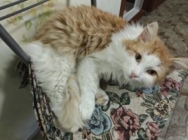 Мой суетолог, ОМОН(полностью Амон-РА), уже на стуле не помещается, периодически во сне падает частями, в основном филейной.