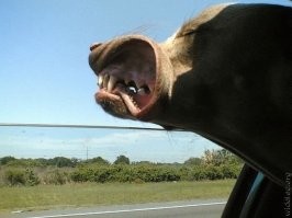 Фотограф высунулся из самолёта во время полёта