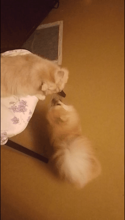 Эта на пелёнку ходит если что. Но на улице Бублика, Бусинку или Марусю можно встретить и устроить гонки по сугробам. А с котом что за игры...