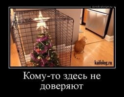 Кошачий саботаж: почему ваши пушистые террористы превращают новогоднюю ёлку в поле боя