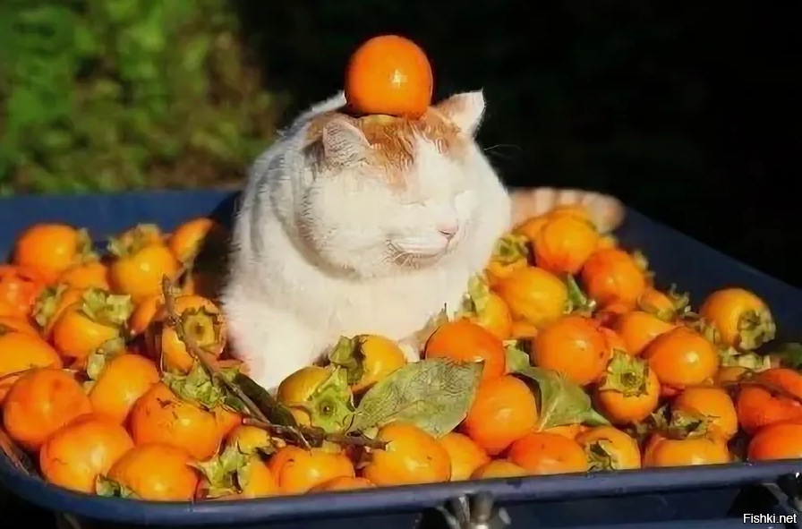 С добрым утречком )