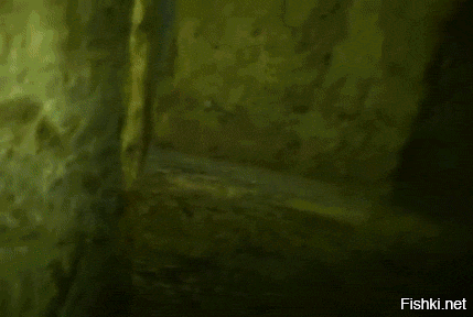 Котосторонний мир)