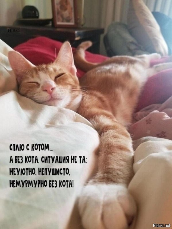 Веселые котики, весьма похожие на своих хозяев...