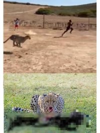 Блогер посоревновался в скорости с гепардом