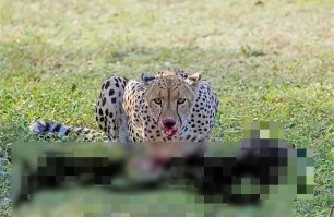 Собственно, он бежал чуть быстрее, чем "приманка". 
Зачем ему напрягаться? 

А блогеры, специально, с такой скоростью приманку тянули. 

Иначе бы гепард выбрал бы другую приманку. 
Медленнее и крупнее (мясистее).