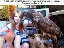Ястреб-перепелятник: грозный маленький хищник