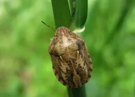 Вредная черепашка (лат. Eurygaster integriceps)   вид клопов из отряда полужёсткокрылые, вредитель зерновых культур.