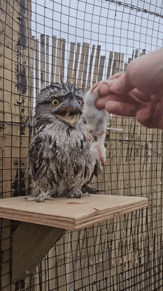 Как выглядит птенец лягушкорота