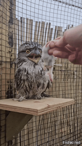 Как выглядит птенец лягушкорота