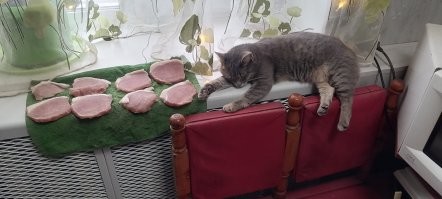 Тигров в зоопарке раскормили так, что они отказываются от мяса