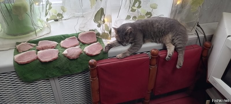 Тигров в зоопарке раскормили так, что они отказываются от мяса