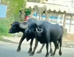 Просто гифки, всякие и&nbsp;разные