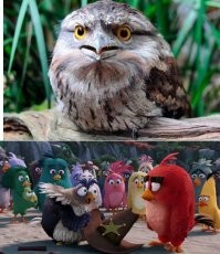 Как выглядит птенец лягушкорота