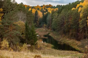 Ну прям обидно что не упомянута Куршская коса. Она тоже уникальна. Правда вот то знаменитое изогнутое в виде кольца дерево из Танцующего леса, сломал недавний предновогодний шторм. Его спилили и обещали законсервировать и выставить в музее. Да и Виштынецкий парк тоже классный, просто менее распиаренный. Последние три фото.