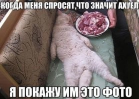 Тигров в зоопарке раскормили так, что они отказываются от мяса