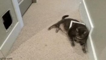 Просто гифки, всякие и&nbsp;разные