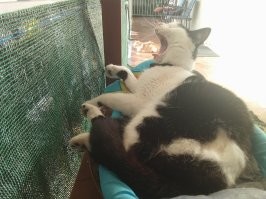 Ух, проглочу