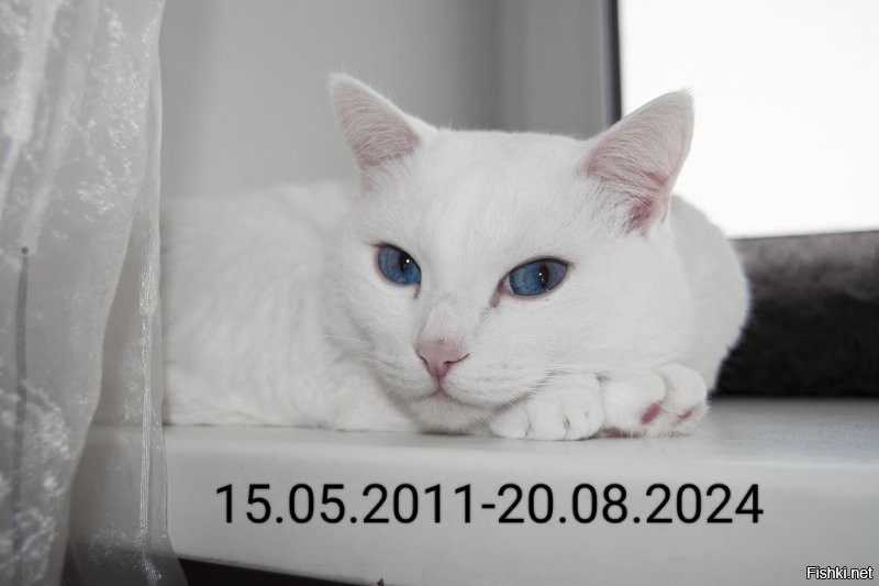 17 созданий с удивительными глазами цвета небесной лазури