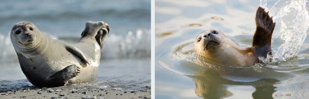 Как-то смахивает на тюлених ))