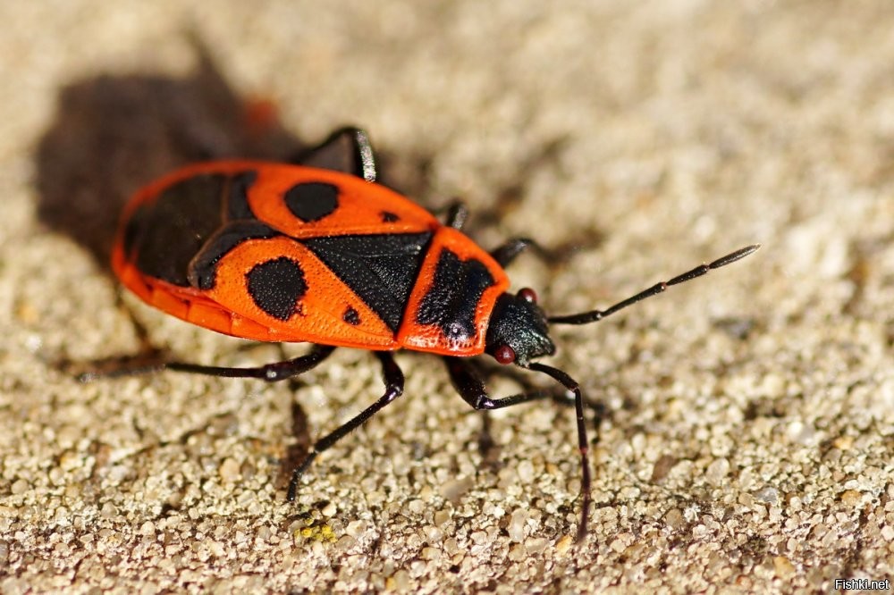 Странная вещь! Хотя болгарский и русский языки довольно близки, у нас этот жук называется "калинка".  Долгое время думал, что популярная песня "Калинка" именно для нее
 А "божая коровка" мы называем это существо на картинке: