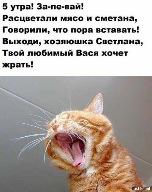 Большая тарелка улыбатора