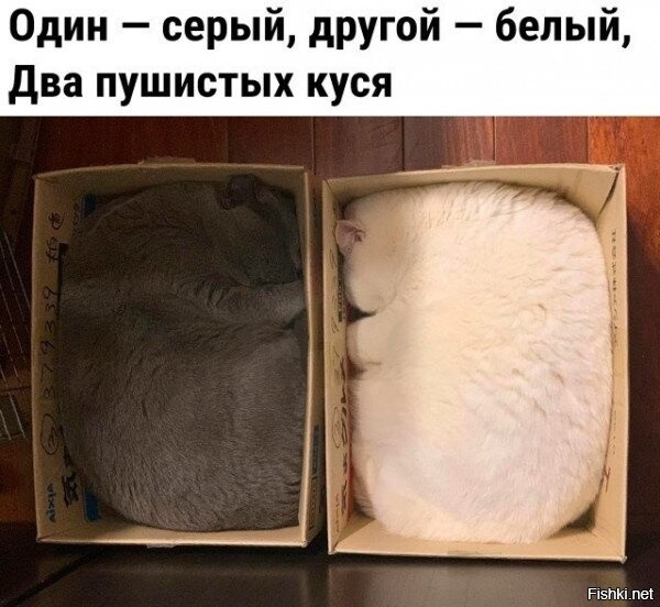 Солянка от 09.01.2026