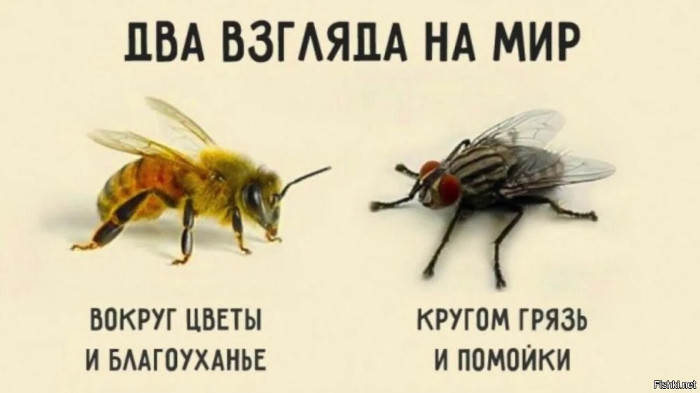 Свинья везде грязь найдет