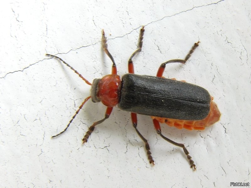 а мы вот этих пожарниками называли)