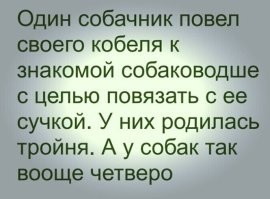 В Чебоксарах владельцы корги устроили своим питомцам настоящий корпоратив