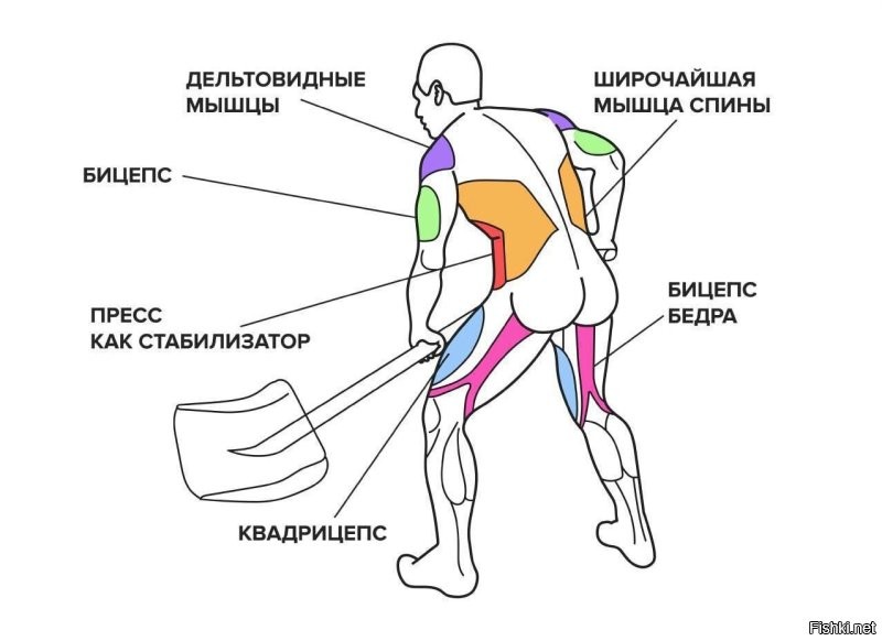 Уборка снега сжигает 550 калорий в час   занятие буквально убивает жир

Час уборки снега можно сравнить круговой тренировкой средней интенсивности, выполняются: 

  Силовая работа (перенос снега);
  Многократные наклоны и приседания;
  Работа на выносливость;
  Терморегуляция организма на холоде.