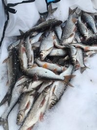 Я тоже съездил и плотвичек половил, только гораздо ближе..))